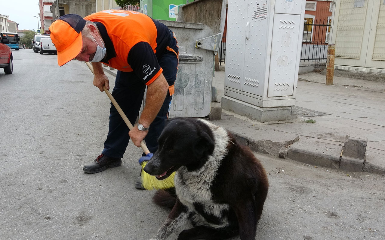 Ne güzel insansın sen! Temizlik işçisi süpürgesiyle sokak köpeğine masaj yaptı