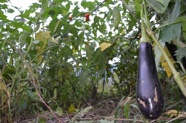 Ordu'da bir çiftçi patlıcan tohumu ekti hayatının şokunu yaşadı!
