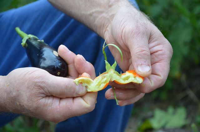 Ordu'da bir çiftçi patlıcan tohumu ekti hayatının şokunu yaşadı!
