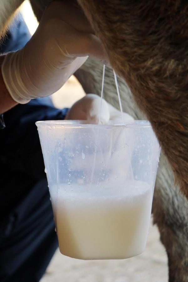 Antalya'da kilosu 100 liradan eşek sütü alıp içen kadın ölümden döndü