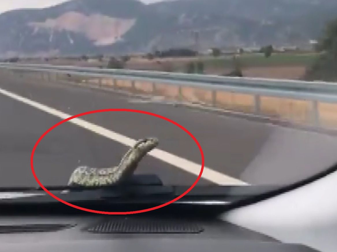 Seyir halindeki arabada yılan! Bursa'da arandı 3 gün sonra İzmir'de çıkarıldı