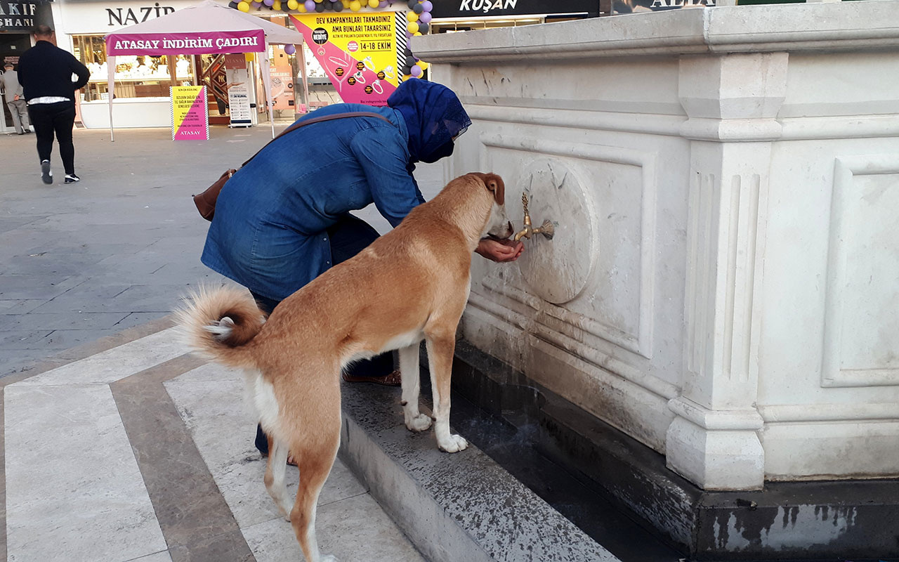  Erzincan’da yürekleri ısıtan an! Sokak köpeğine çeşmeden avucunda su içirdi