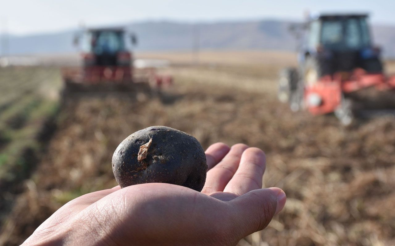 Sivas'ta yerli tohumdan 'mor patates' şaşırttı Vali Salih Ayhan ilk hasadını gerçekleştirdi