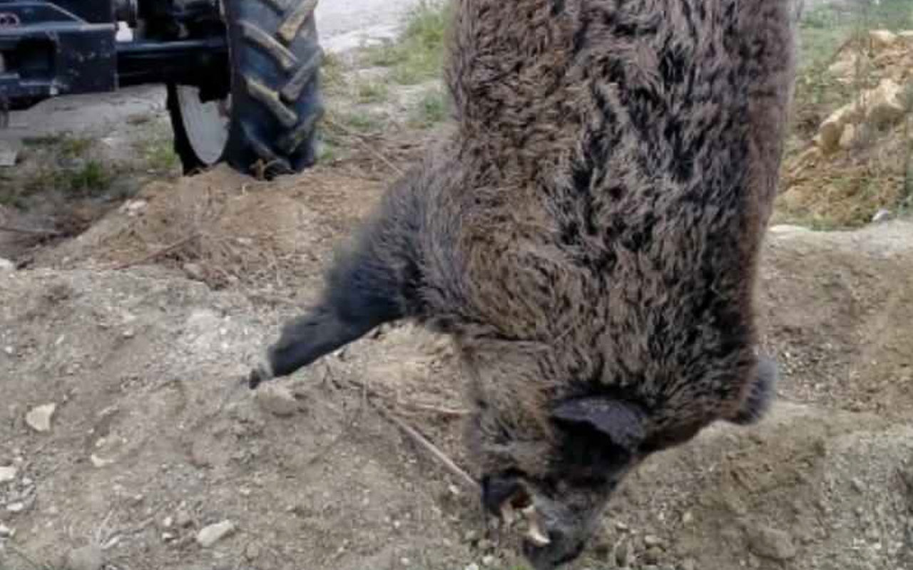 Beycuma'da halkın korkulu rüyası canavar lakaplı yaban domuzu öldürüldü!