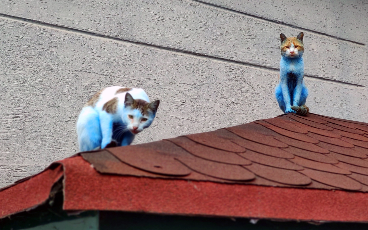 İstanbul'da bu kedileri gören bir daha baktı! Gözlerine inanamadılar