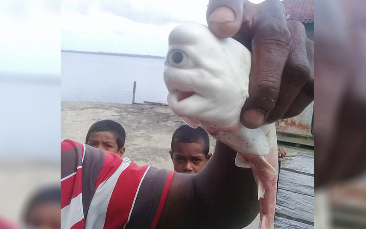 Endonezya'da inanılması güç olay: Tek gözlü köpekbalığı ağlara takıldı