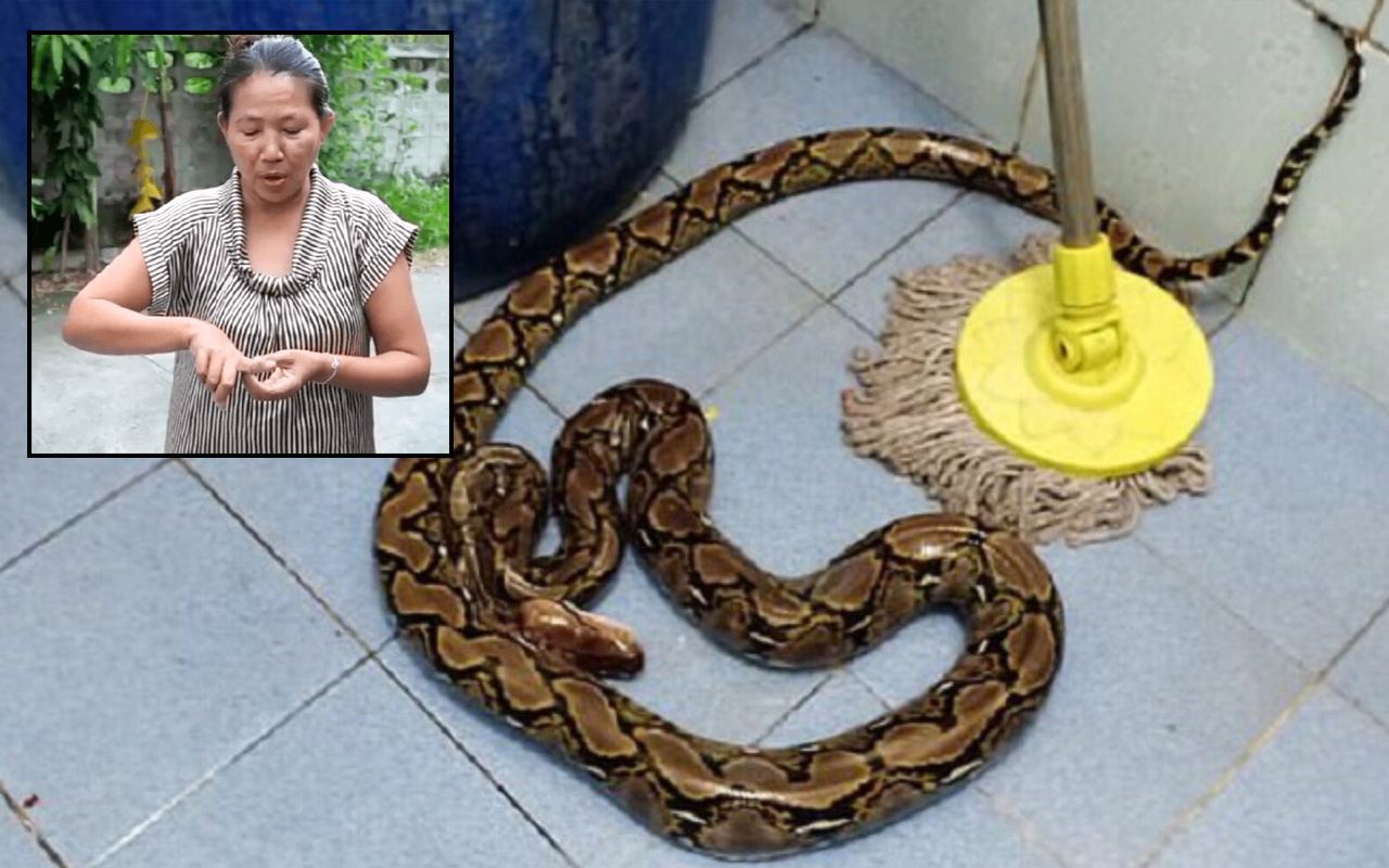 Tuvaletini yapan kadın hayatının şokunu yaşadı! 2 metrelik yılan ısırdı