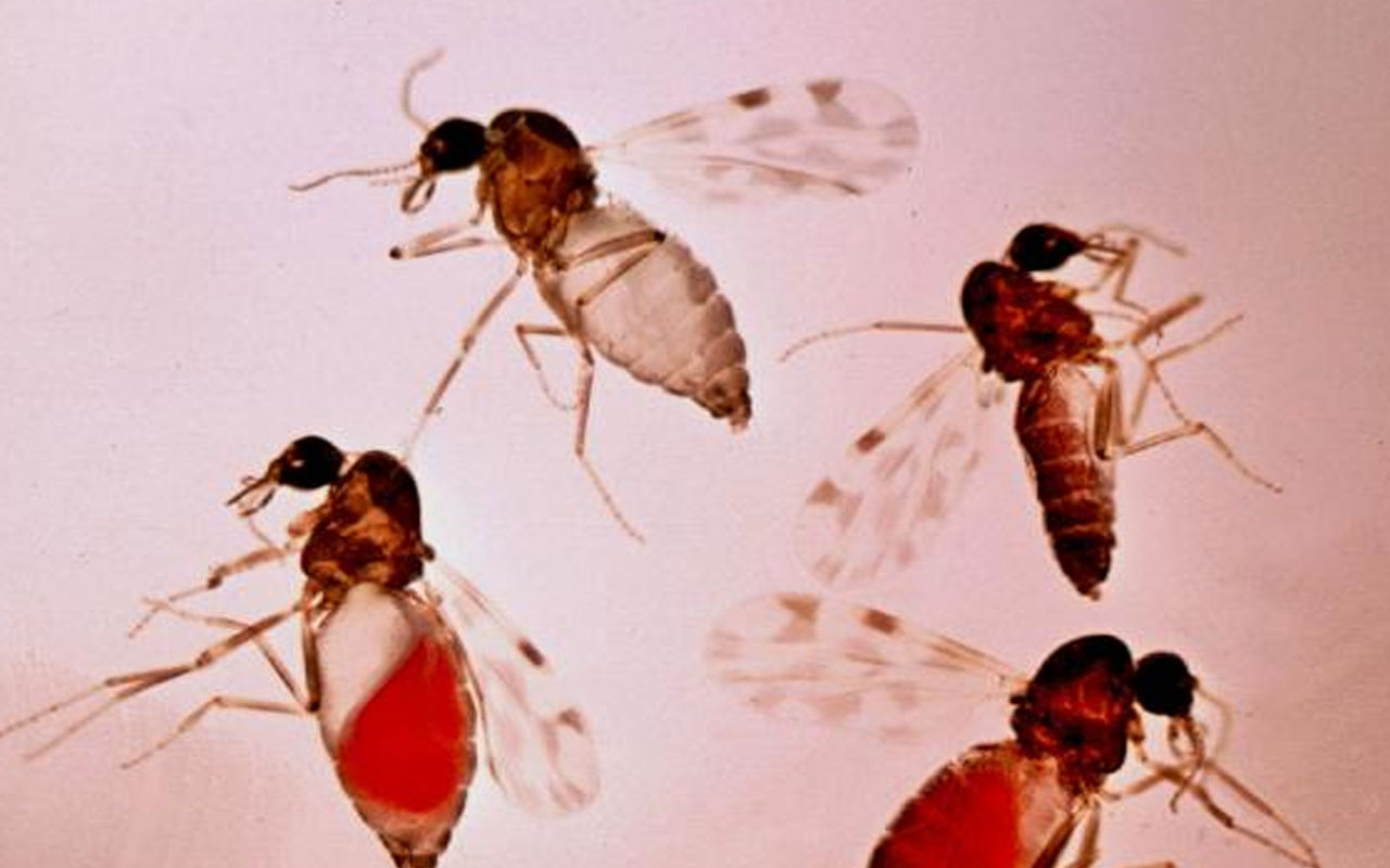 Veteriner Hekimleri Odası Başkanı uyardı! 'Kör eden' sinek tehlikesi
