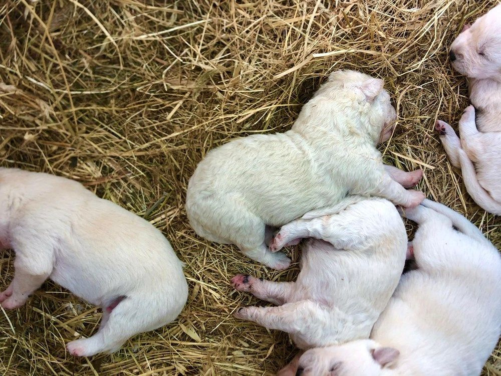 Yavru köpekteki ayrıntıyı görenler gözlerine inanamadı! Sahibi şok oldu