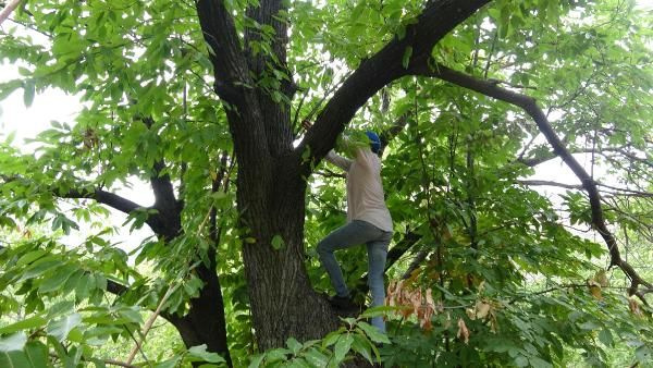 Aydın'da 16 yıldır 20 metrelik ağaçlara tırmanıyor günlük 400 lira kazanıyor