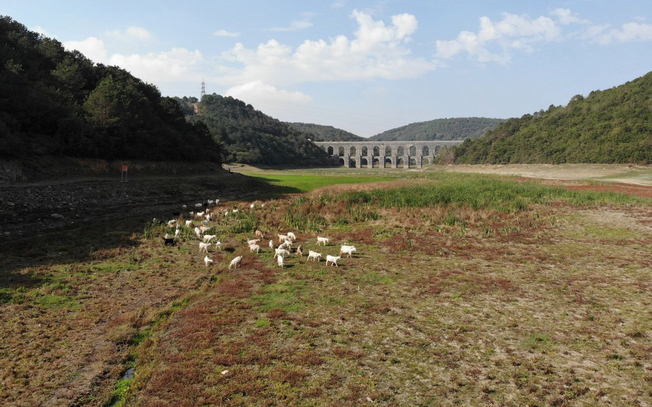 İstanbul'a Alibeyköy Barajı'ndan kötü haber: Bir zamanlar su vardı şimdi hayvan otluyor
