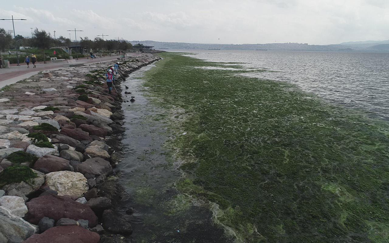 İzmir'de şaşırtan görüntü: Denizi böyle kapladı ne olduğu ortaya çıktı