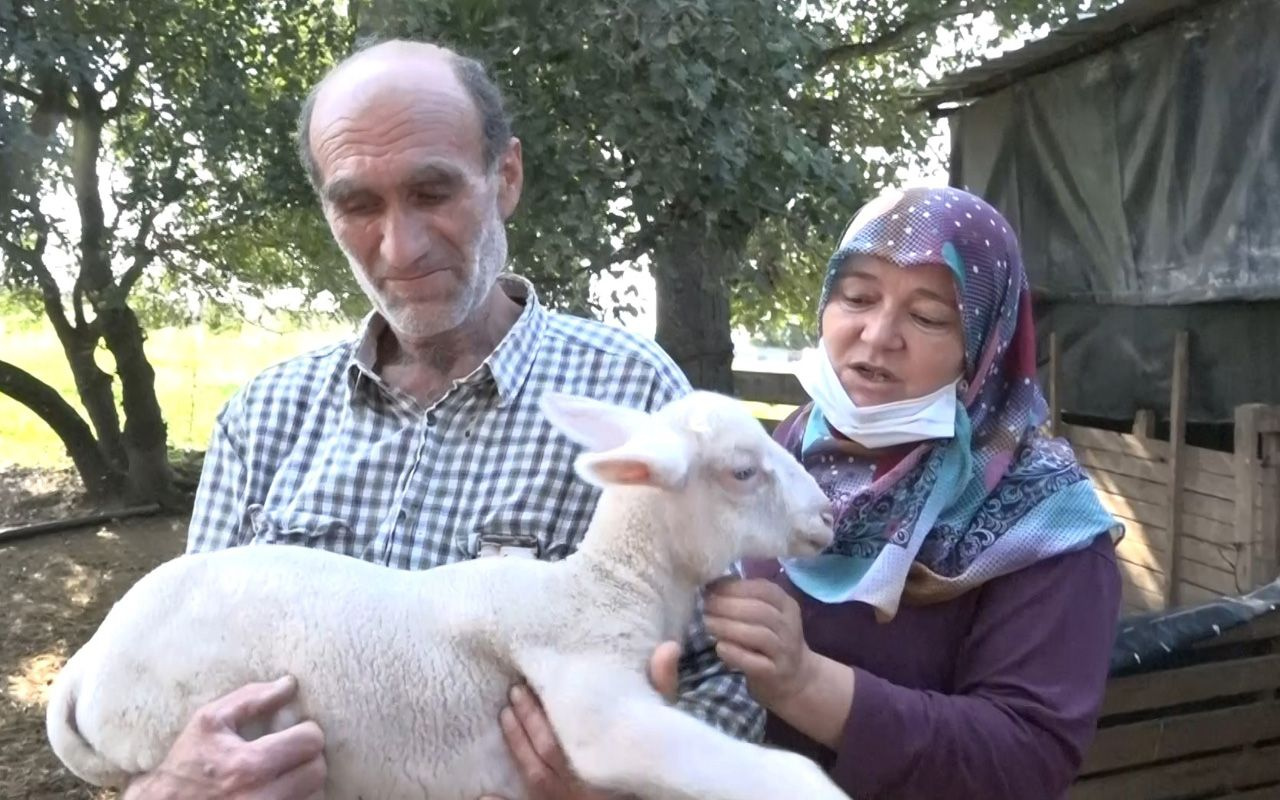 Bursa'da 100 bin lira kredi çekip aldıkları koyunlar yere yığılıp ölüyor