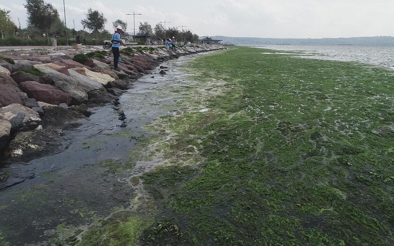 İzmir'de şaşırtan görüntü: Denizi böyle kapladı ne olduğu ortaya çıktı