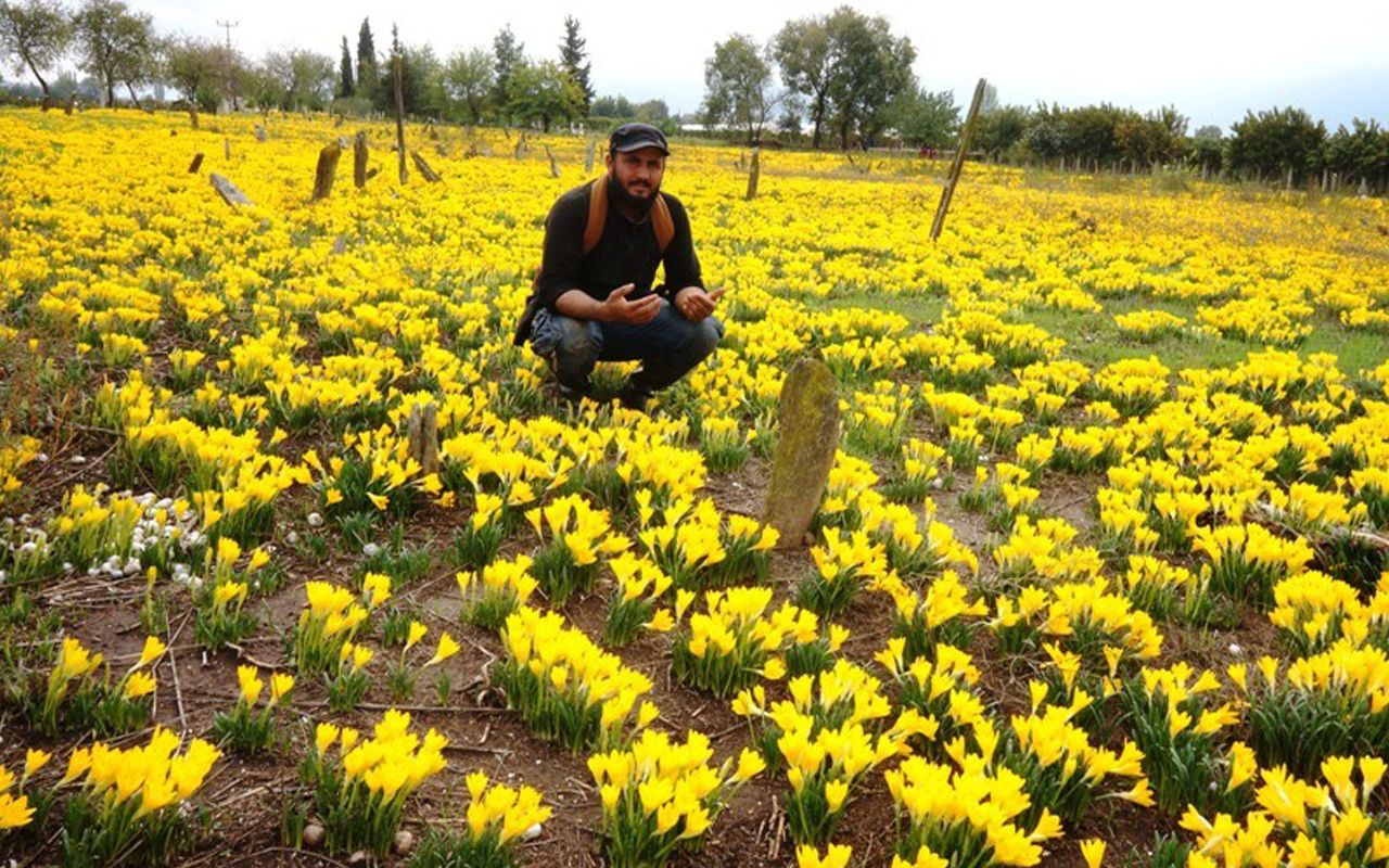 Manisa'da asırlık mezarda her yıl yaşanıyor! Sarı zambaklar her yeri kapladı