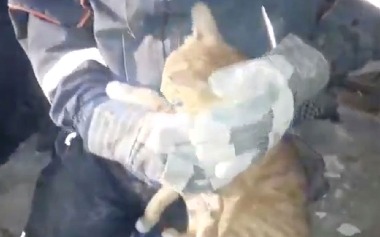 İzmir'de enkaz altında kalan kedi böyle kurtarıldı