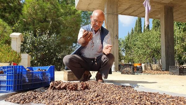 Mersin'de bahçesine gölgelik olsun diye dikti bir hasatta 40 bin lira kazandı