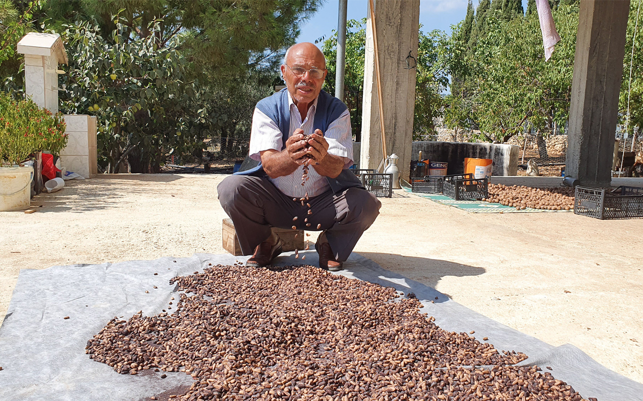 Mersin'de bahçesine gölgelik olsun diye dikti bir hasatta 40 bin lira kazandı