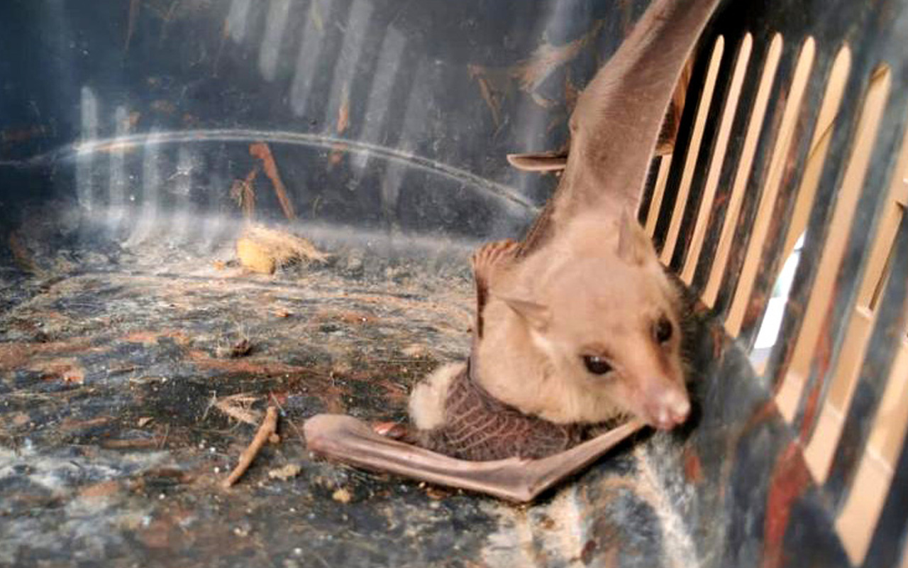 Muhtar tilki yavrusu sandı! Mersin'de Brezilya'nın kabusu vampir yarasa korkusu