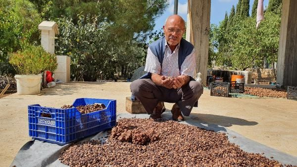 Mersin'de bahçesine gölgelik olsun diye dikti bir hasatta 40 bin lira kazandı