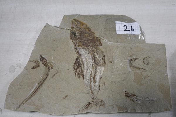 Adnan Oktar'ın Ankara'daki villasından çıktı! Kaçak fosiller 417 milyon yıl öncesine aitmiş