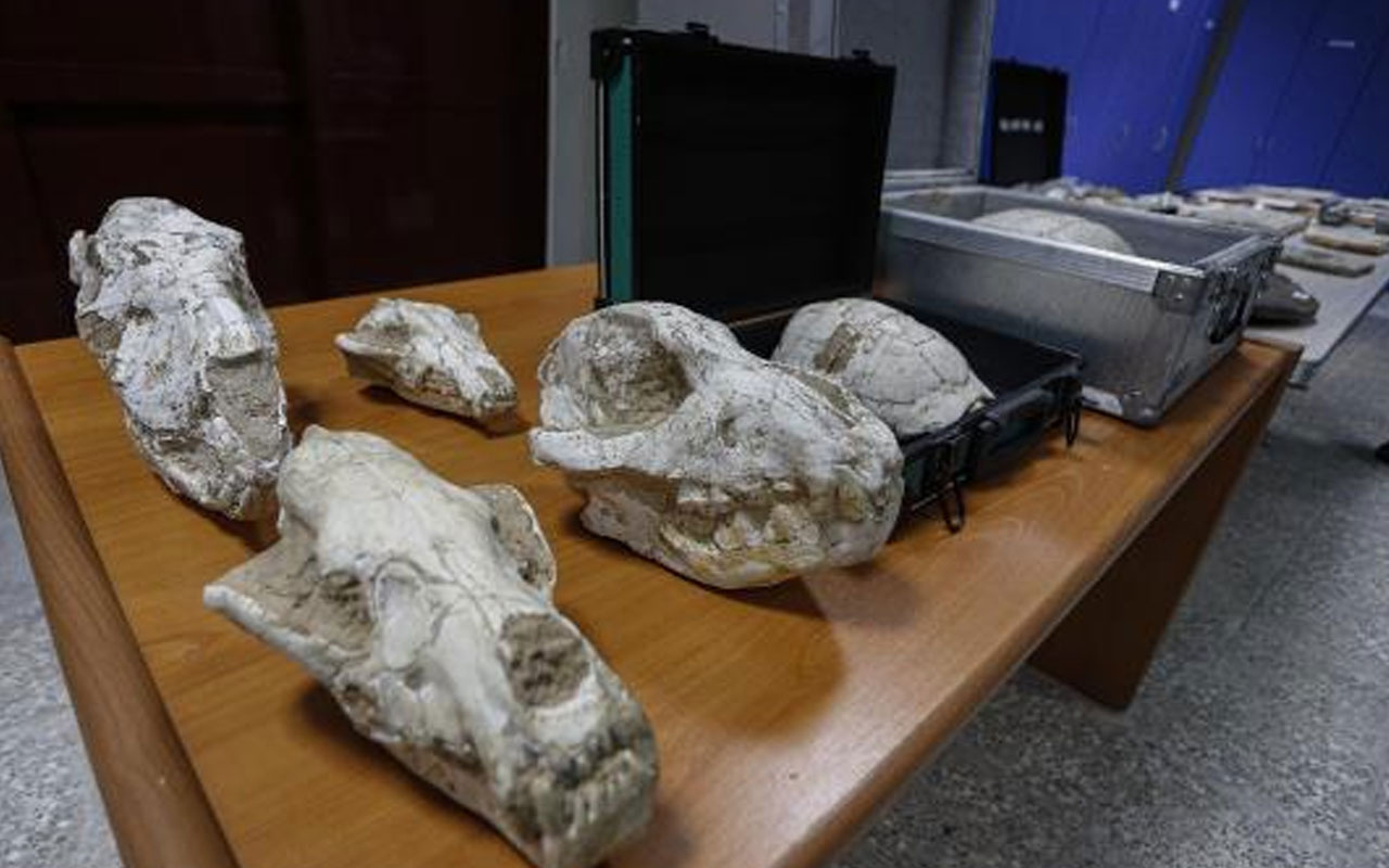 Adnan Oktar'ın Ankara'daki villasından çıktı! Kaçak fosiller 417 milyon yıl öncesine aitmiş