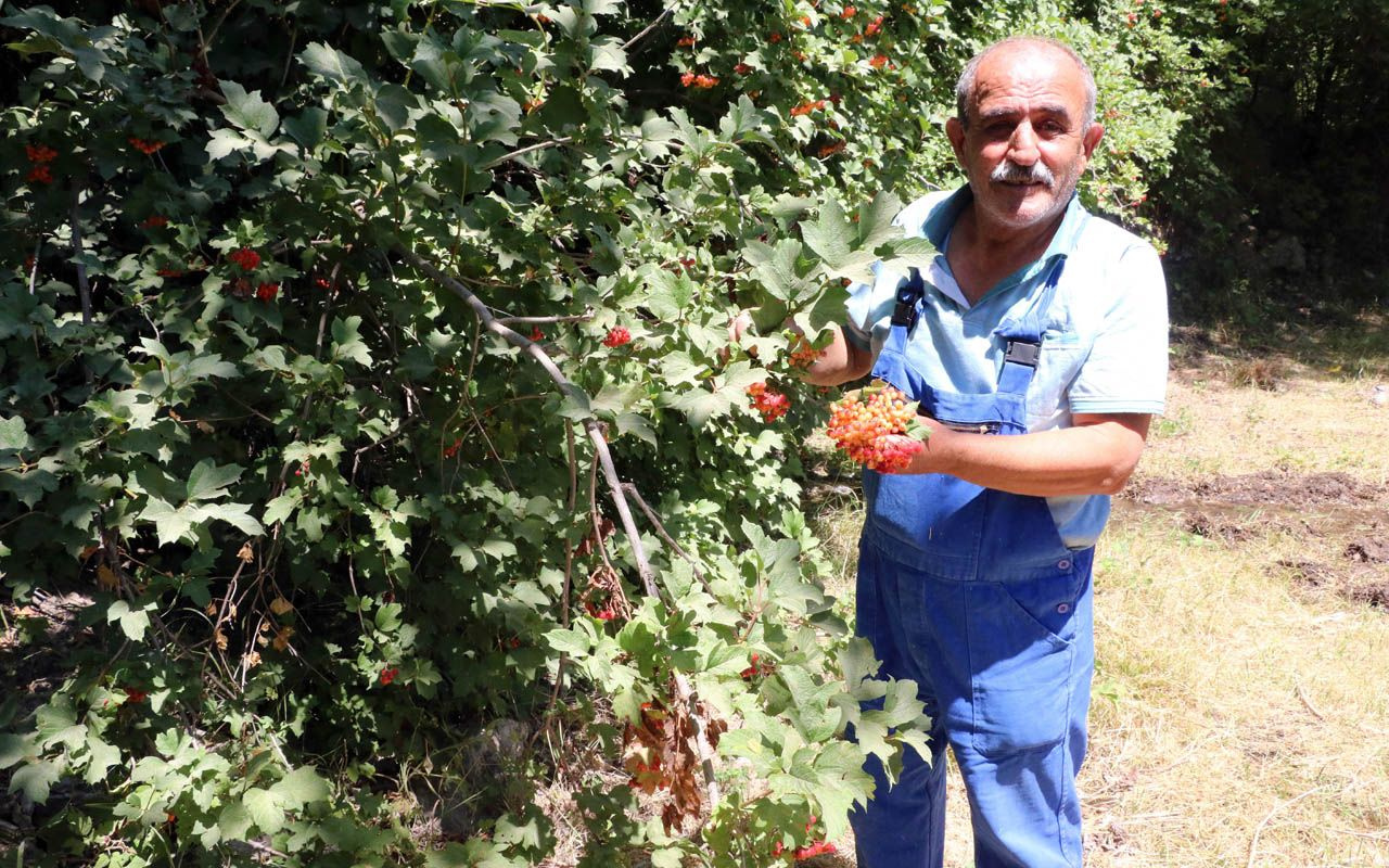 Kendiliğinden yetişen 'gilaburu' şifa deposu! Yozgat'ta karanlık odada bekletiyorlar