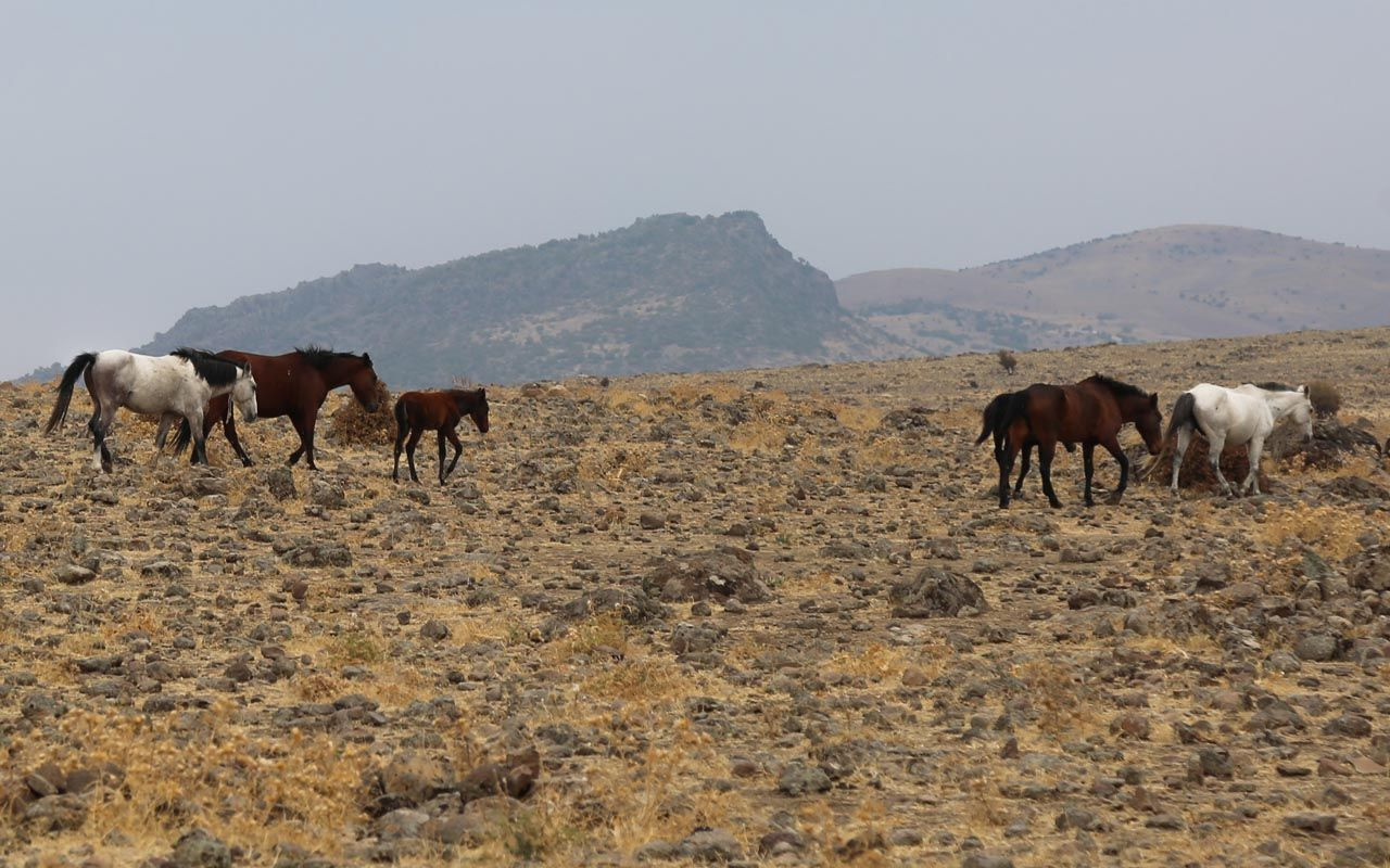 Tunceli'de sayıları 30'u geçti! Özgürlüklerine düşkün yılkı atları böyle görüntülendi