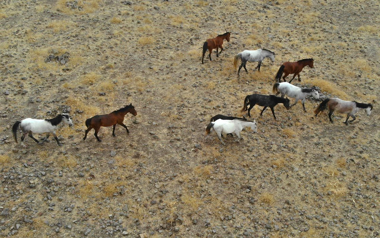 Tunceli'de sayıları 30'u geçti! Özgürlüklerine düşkün yılkı atları böyle görüntülendi