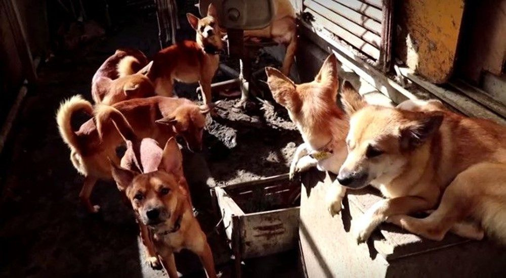 Japonya bu aileyi konuşuyor! 30 metrekare evde 164 köpekle yaşıyorlardı