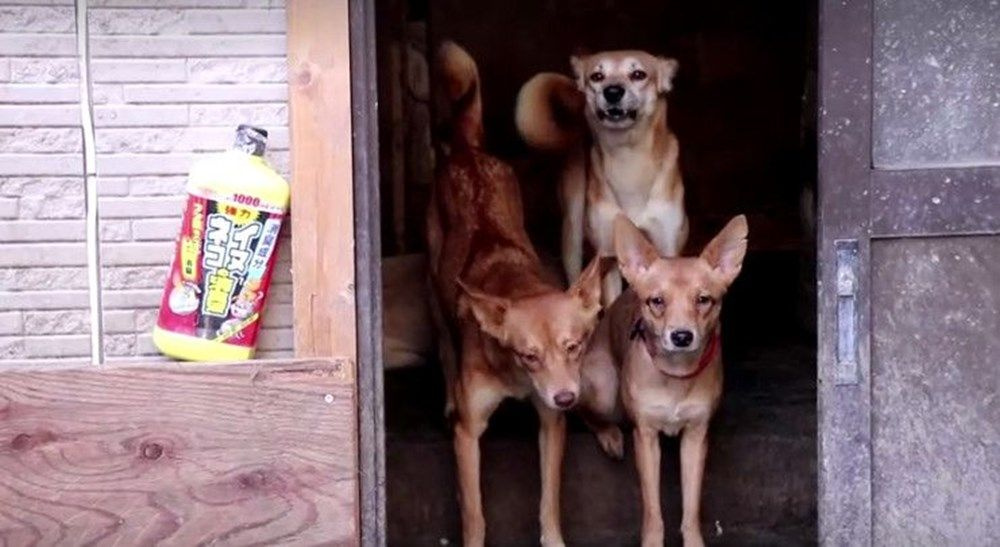 Japonya bu aileyi konuşuyor! 30 metrekare evde 164 köpekle yaşıyorlardı