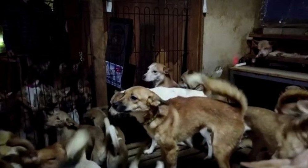 Japonya bu aileyi konuşuyor! 30 metrekare evde 164 köpekle yaşıyorlardı