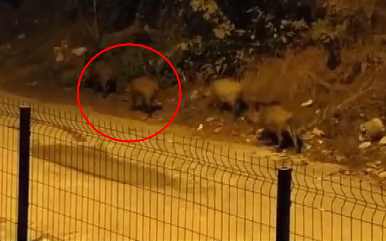 Bursa'da mahalleye indiler kaçmadılar! Görenler şaşkına döndü