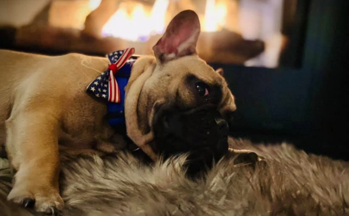 ABD'de Wilbur Beast isimli köpek belediye başkanı seçildi! Şaka değil gerçek
