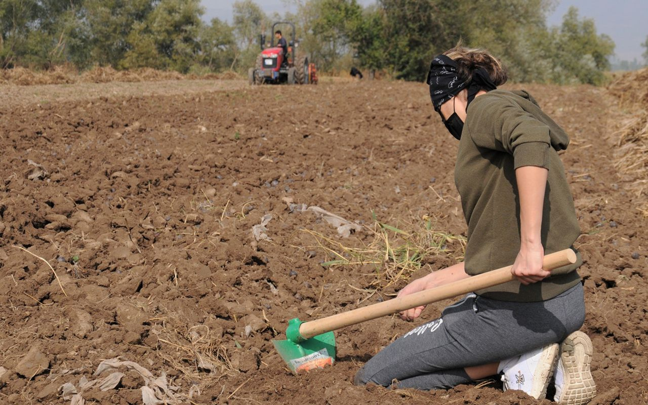 Eskişehir'de iki kadın girişimci üretiyor! Kilosu 60 lira olan 'mor patates'te hasat sevinci