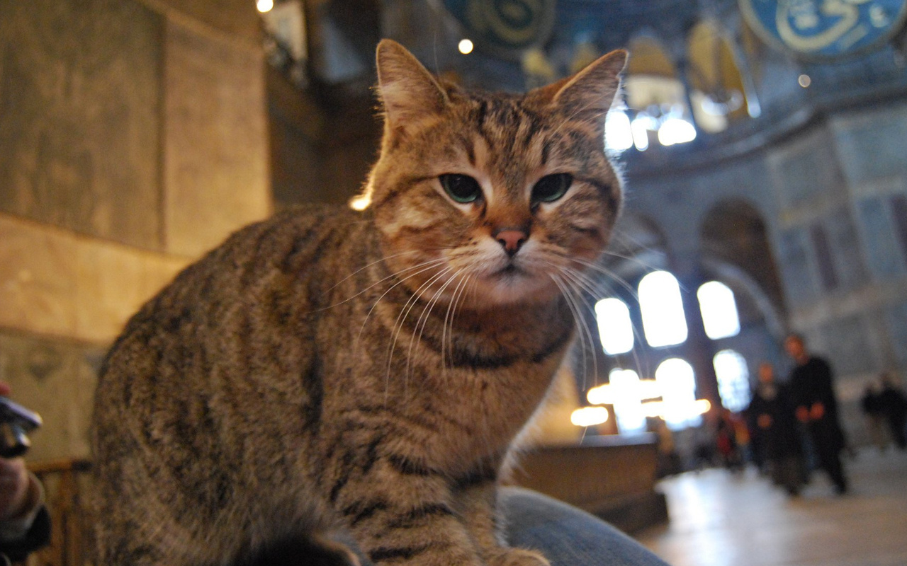 Ayasofya'nın kedisi Gli yaşamını yitirdi! İstanbul Valisi Yerlikaya haberi duyurdu