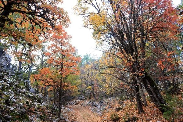 Türkiye'de tek! Isparta'daki bu ormana randevusuz girilmiyor