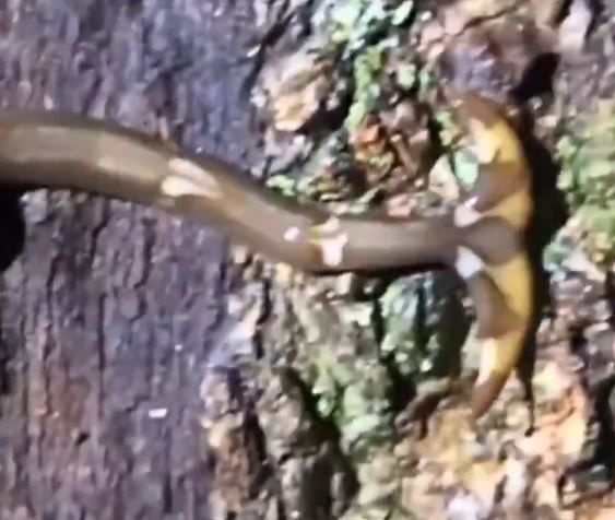 Asya'dan gelen ölümsüz yılan büyük panik yarattı! Kendini yeniliyor öldürülemiyor