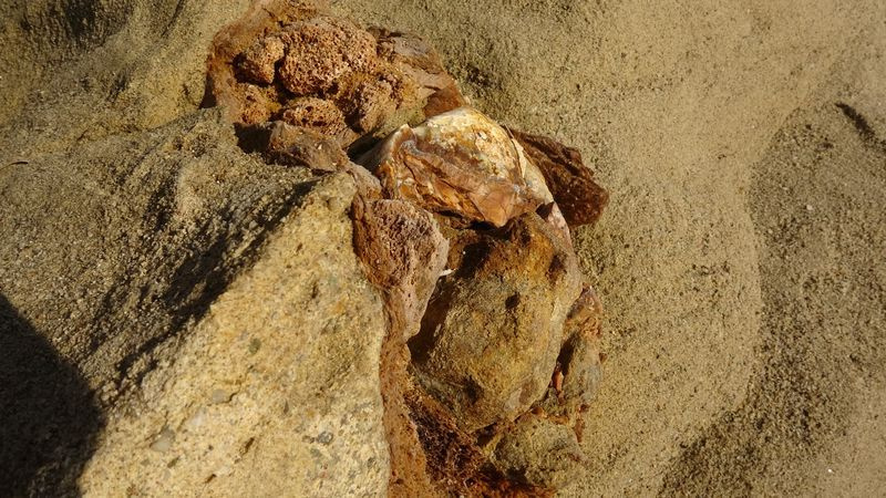 Çanakkale'de sahilde balıkçılar buldu 9 milyon yaşında! Görenler hayret etti