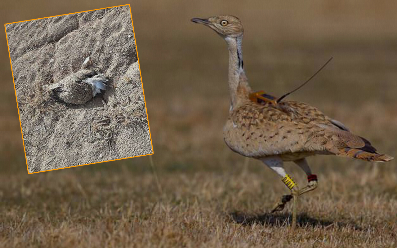 Trabzon'da bakımı yapılıp doğaya salınan koruma altındaki kuş Yozgat'ta öldürüldü