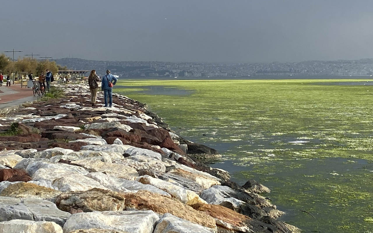 İzmir'in 'deniz marulu' kabusu sürüyor: İlk kez görenler korkuya kapılıyor