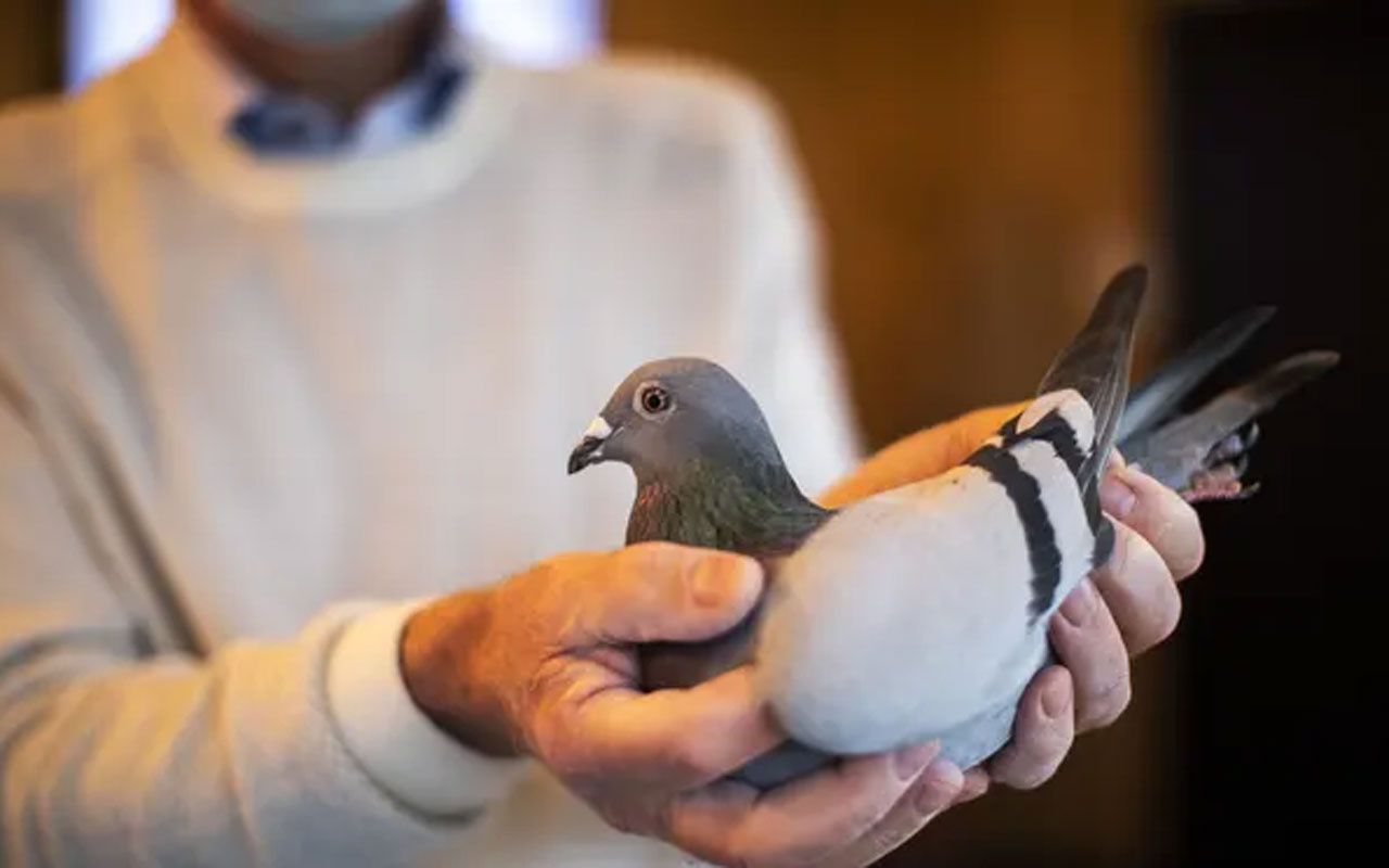 Bu güvercin 14.5 milyon liraya satıldı