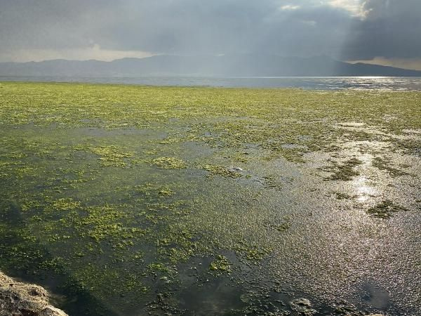 İzmir'de korkutan görüntü! Denizi istila ettiler renk değiştirdi