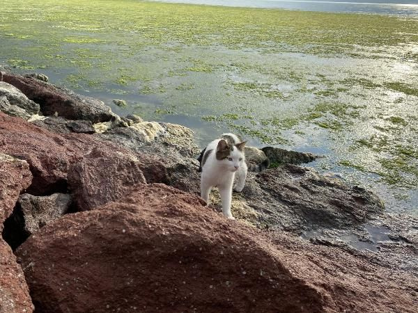 İzmir'de korkutan görüntü! Denizi istila ettiler renk değiştirdi