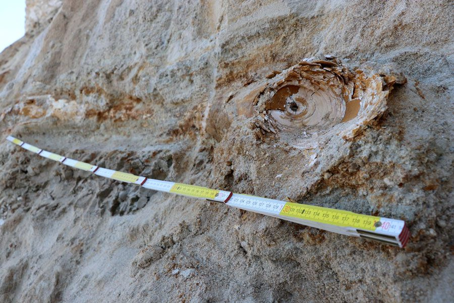 Edirne'de köylüler buldu 8 milyon yıllık çıktı