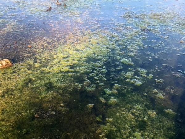 Antalya'da korkutan görüntü! Sağlık bakımından riskler taşıyor