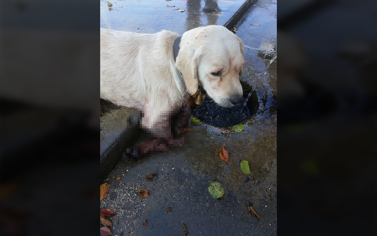Samsun'da iki bacağı kesilmiş halde yavru köpek bulundu