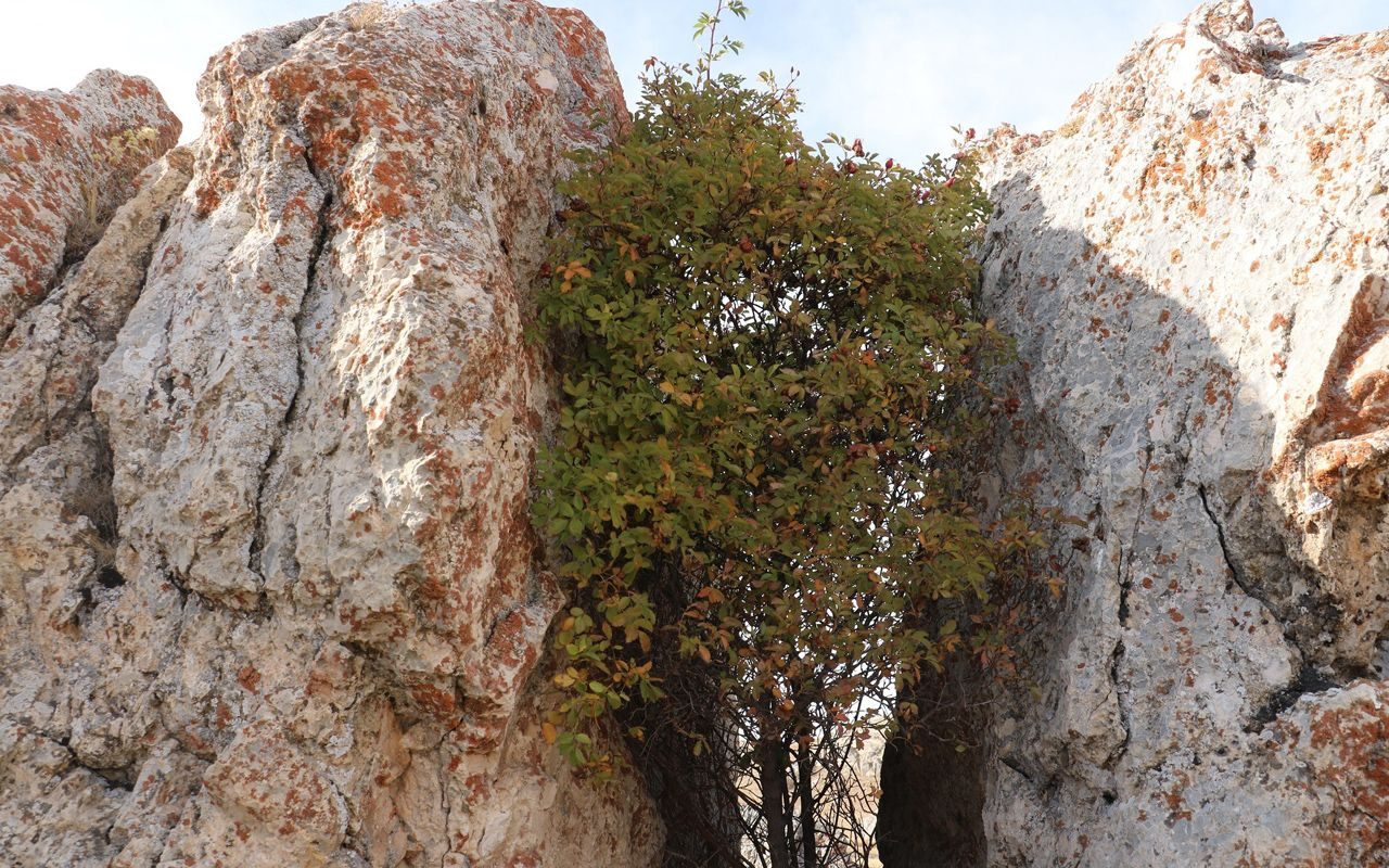 Sivas'ta köy halkını şaşırtan olay: Kaya çatladı arasında ağaç büyüdü