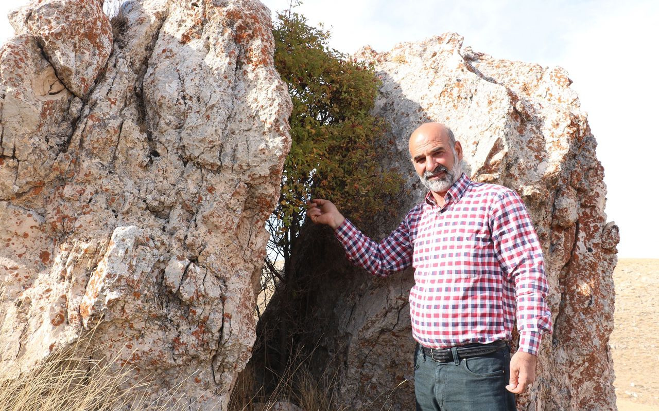 Sivas'ta köy halkını şaşırtan olay: Kaya çatladı arasında ağaç büyüdü