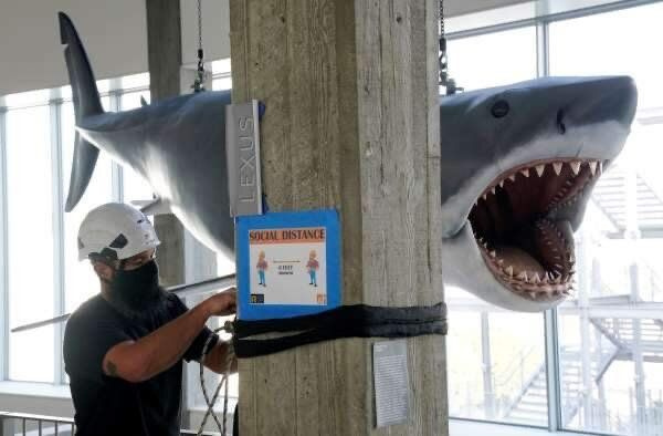ABD'de Jaws filminde kullanılan dev köpekbalığı yenilendi
